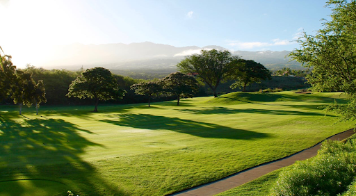 Green trees on a green golf course 